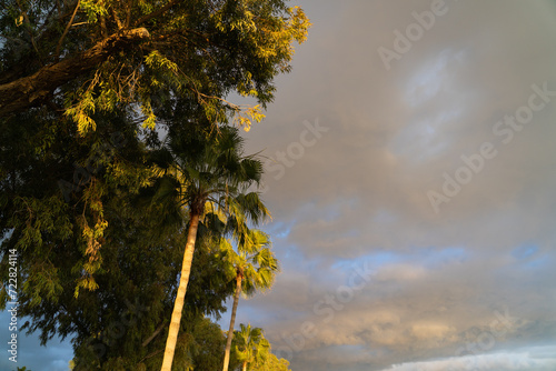 Palms and trees against a sunset sky