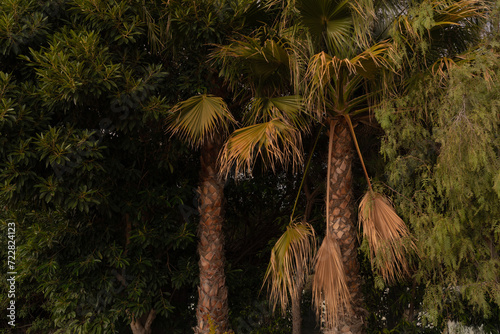 Dense greenery and palm trees