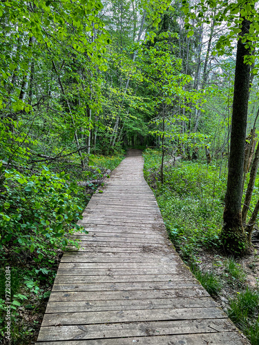 wooden trail in the forest in early summer
