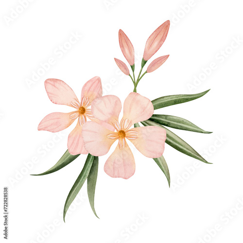Elegant peach colored Oleander flowers with buds and leaves watercolor illustration. Pastel pink color floral bouquet for wedding designs