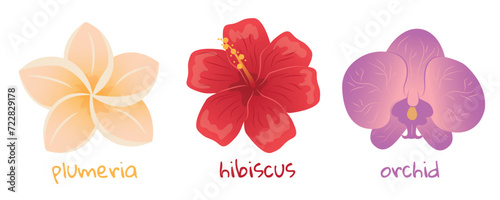 Set of tropical flowers. Hibiscus  plumeria and orchid illustration. Realistic botanical hand drawn painting isolated on white background. Cartoon design for poster  icon  card  logo  banner  sticker.