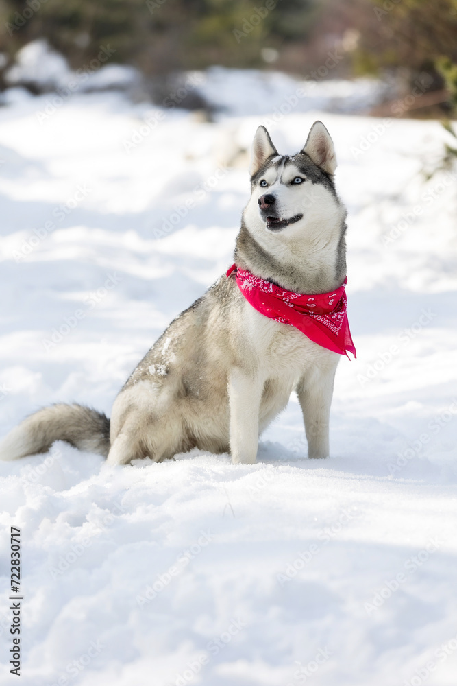 Husky dog with red scarf sitting in snow smiling