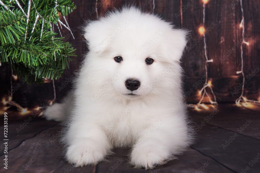 Samoyed puppy with Christmas tree. Christmas greeting card with Samoyed dog. Happy New Year
