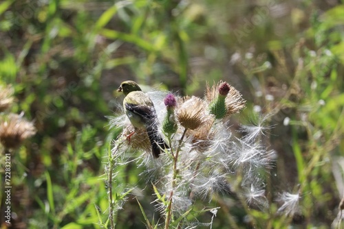 An American Goldfinch feeding amongst thistles at Woodbine Park in To