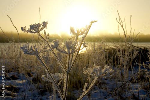 Apiaceae with hoarfrost in sunrise on a cold winter morning