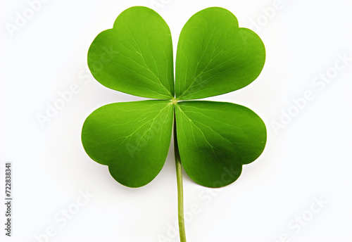 Dewy Four leaf green clover. isolated on white background. St.Patrick's day.