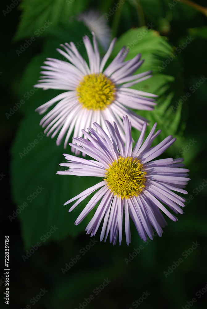 High contrast close up shot of two Purple Daisies of Erigeron speciosus, taken in an Australian countryside High contrast close up shot of two Purple Daisies of Erigeron speciosus, taken in an Australian countryside