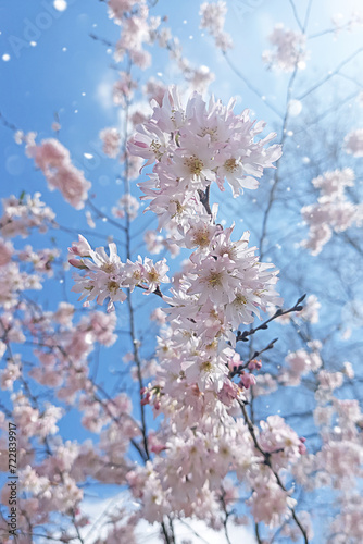 Pink sakura flowers on blue sky in sun lights. Delicate spring background