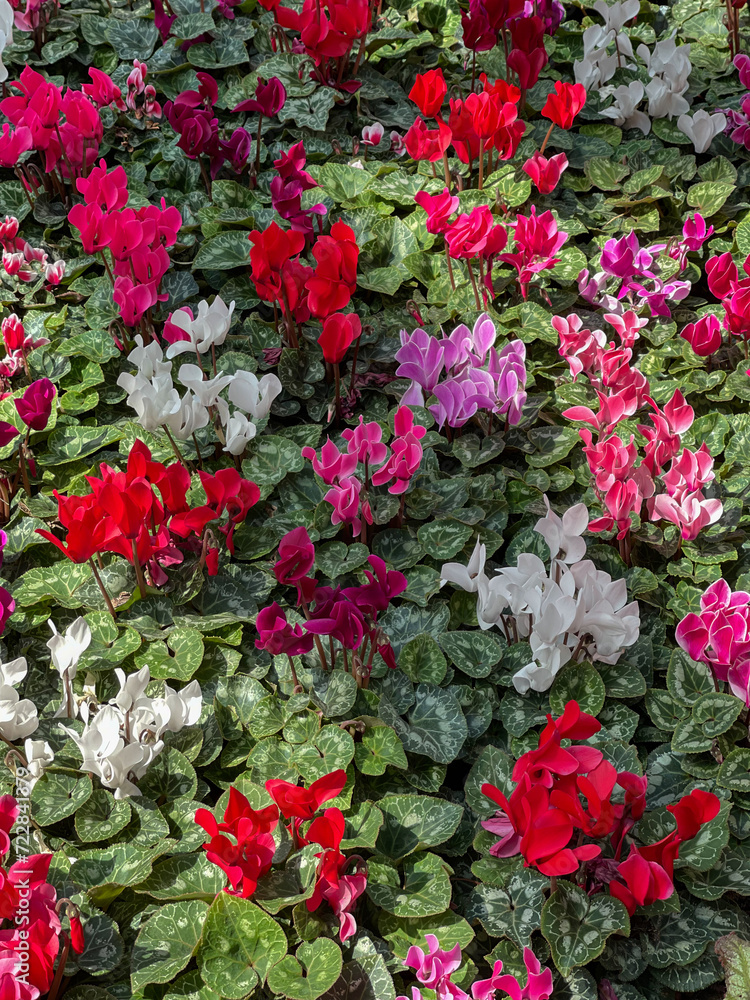 Persian cyclamen blossoming. Colorful plantation of flowers cultivated in pots in greenhouse Persian cyclamen blossoming. Colorful plantation of flowers cultivated in pots in greenhouse