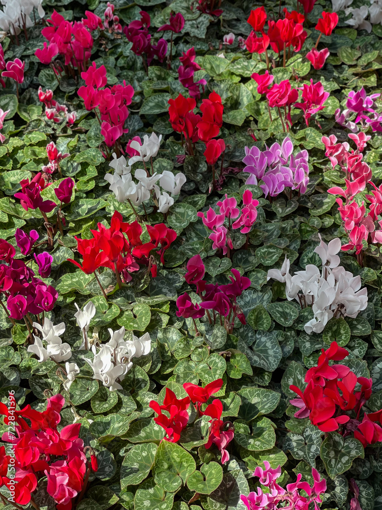 Persian cyclamen blossoming. Colorful plantation of flowers cultivated in pots in greenhouse