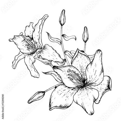 Graphic vector illustration of buds and petals of a lily. Black and white hand drawing.