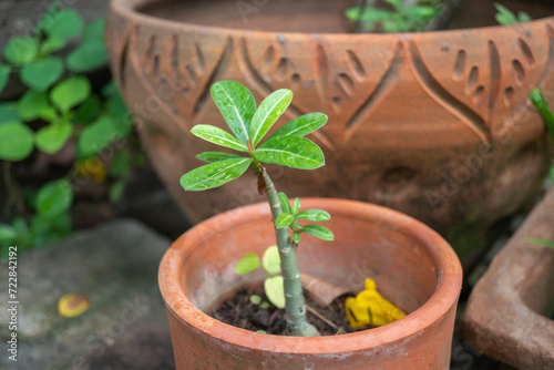 A small Adenium plant has just been cut.