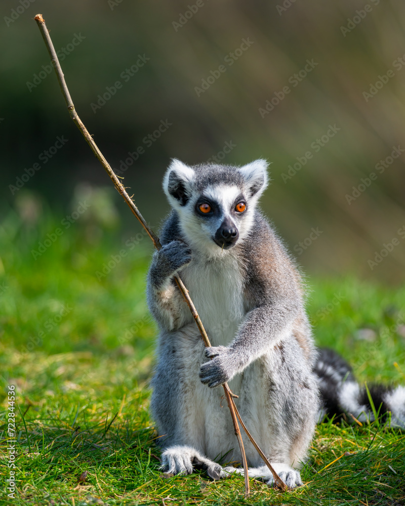 Obraz premium a ring - tailed lemur holds a stick in its mouth