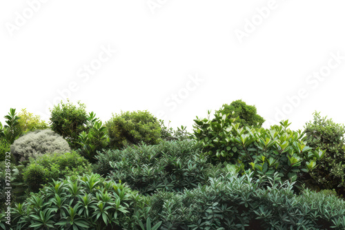 Lush green bush  cut out - stock png.