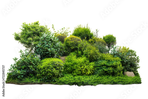 Lush green bush, cut out - stock png. photo