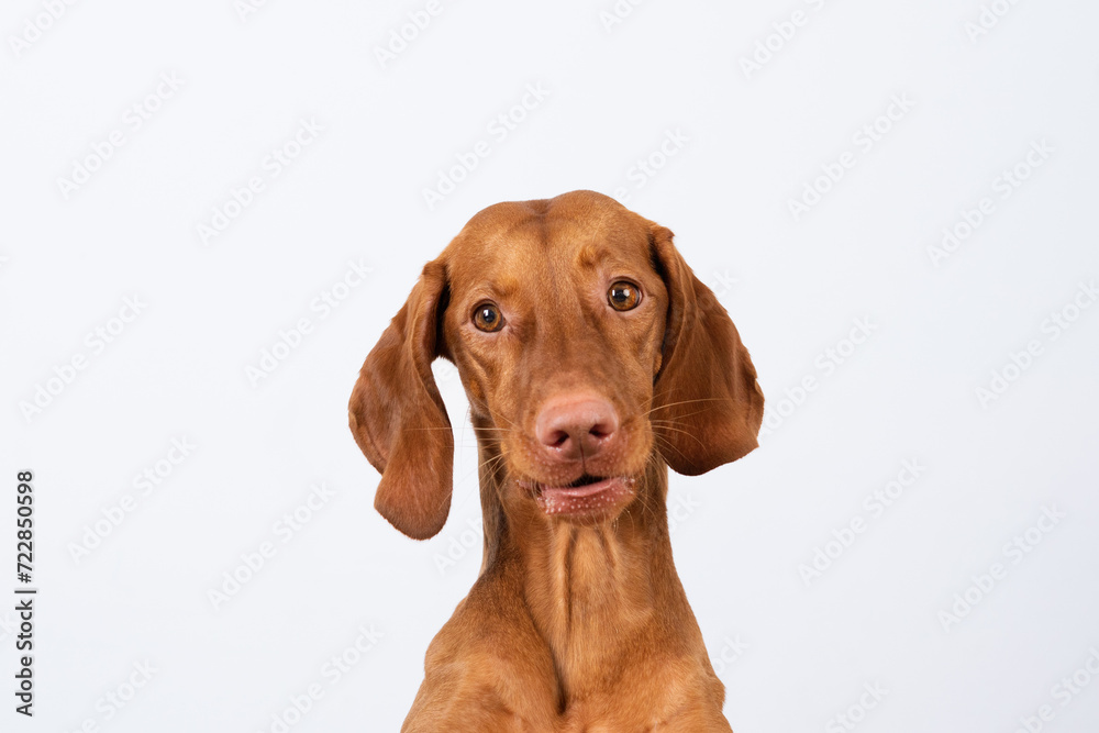 portrait of a Vizsla dog on a white background