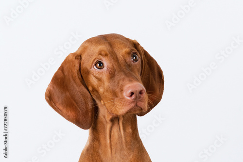 portrait of a Vizsla dog on a white background