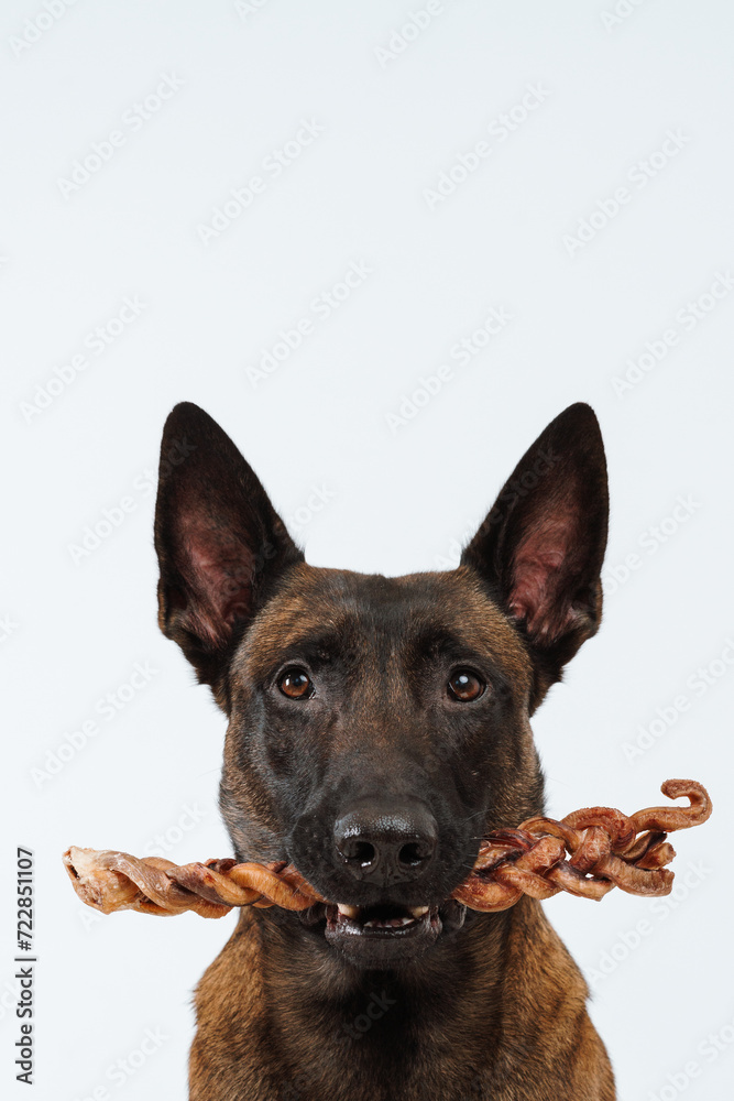 Malinois dog eats treats