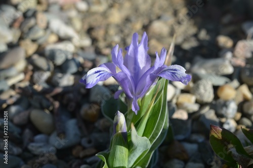 Spring blooming Iris (Juno) willmottiana photo