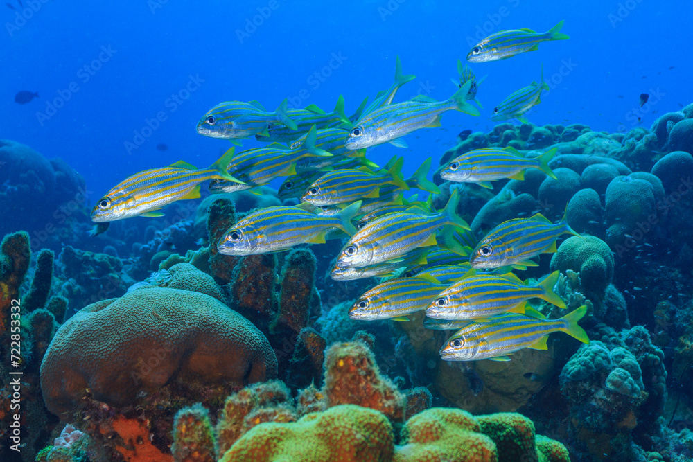 Banco de peces Banco de peces