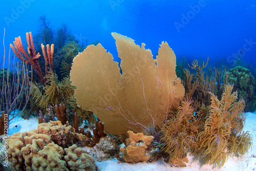 Arrecife y coral