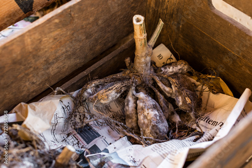 Verschimmelte und verfaulte Dahlienknollen während der Überwinterung