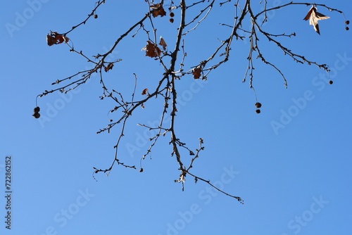Wall Mural London plane branches in the winter