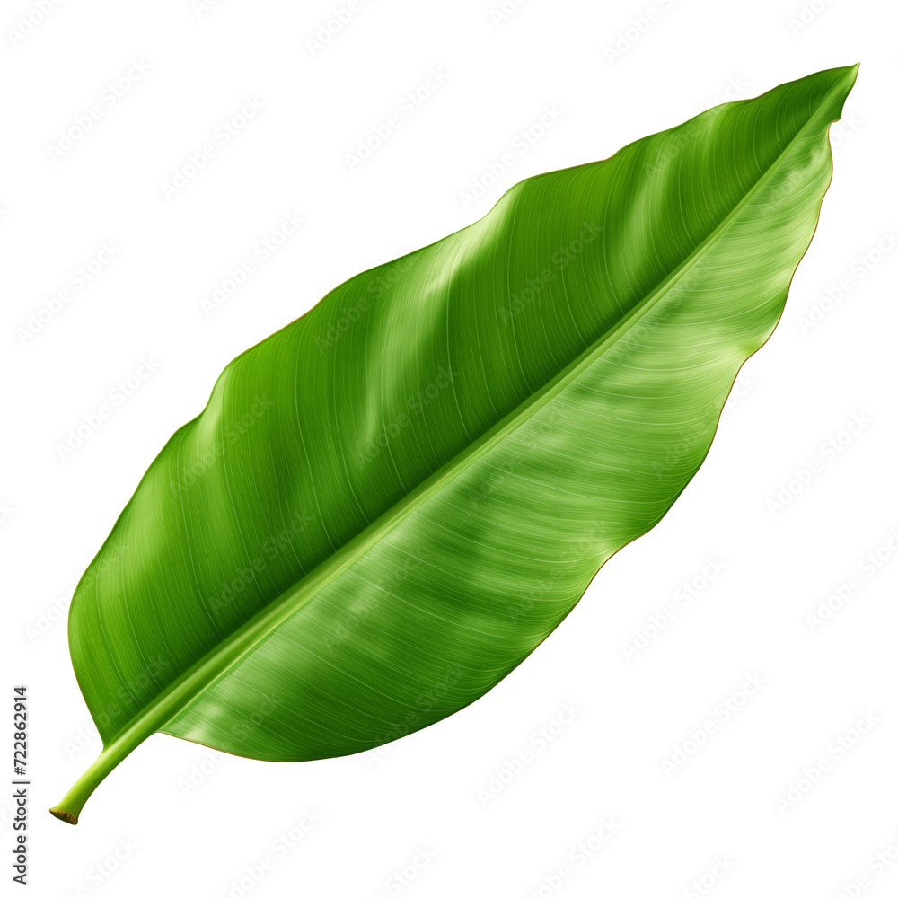 Fototapeta premium banana leaf