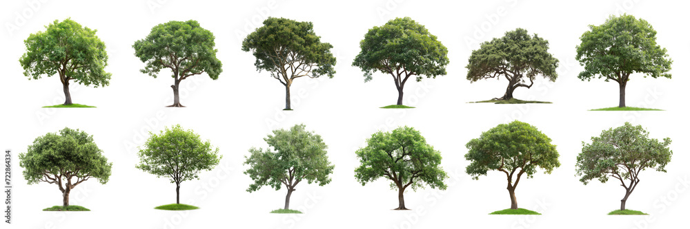 Obraz premium Set of green tree, cut out - stock png.