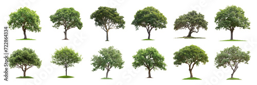 Set of green tree  cut out - stock png.