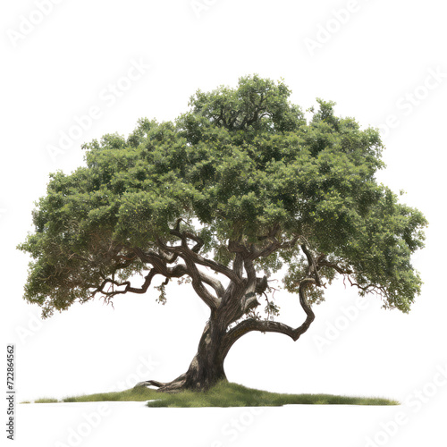 Green tree, cut out - stock png.