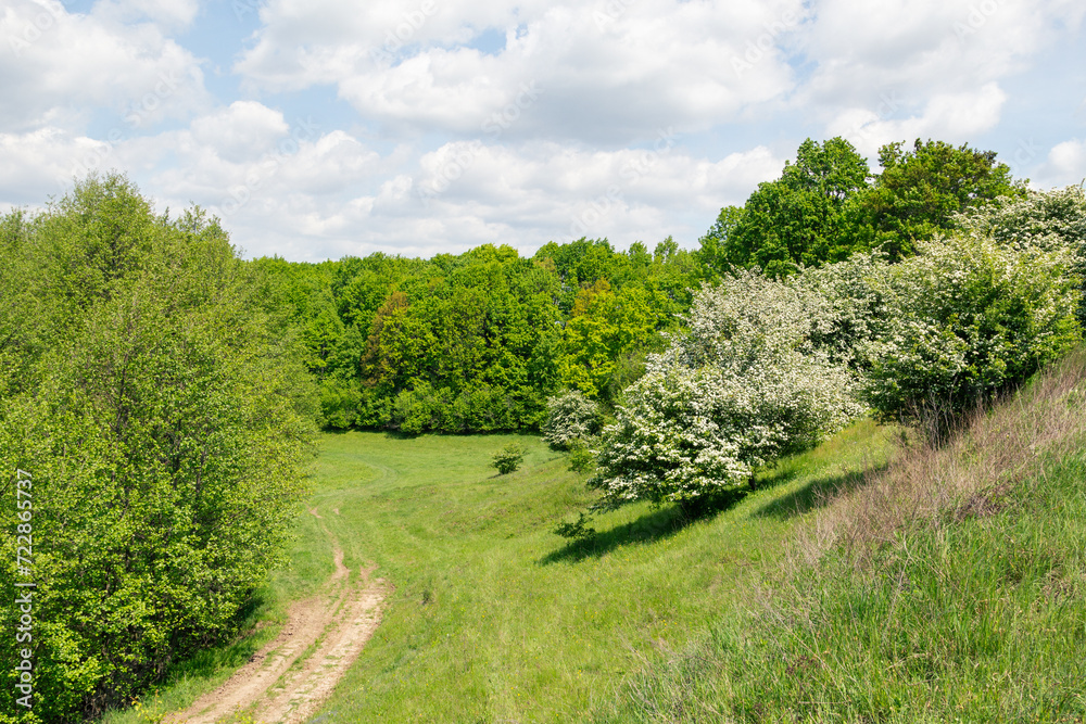 White hawthorn flowers in spring garden, close up, macro. Crataegus monogyna blossoms. Single-seeded hawthorn bloom