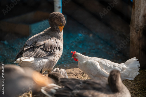 The goose is cleaning its feathers