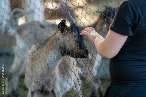 a child strokes a little goat
