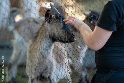a child strokes a little goat