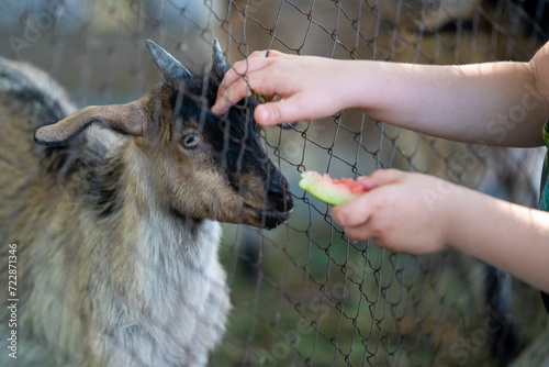 a child feeds a watermelon rind to a small goat