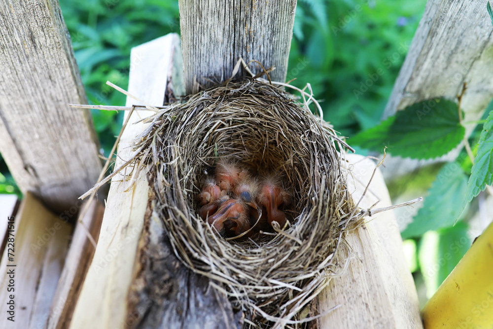 Bird's nest with bird in early summer. Eggs and chicks of a small bird. Starling. Feeds the chicks. Bird's nest with bird in early summer. Eggs and chicks of a small bird. Starling. Feeds the chicks.