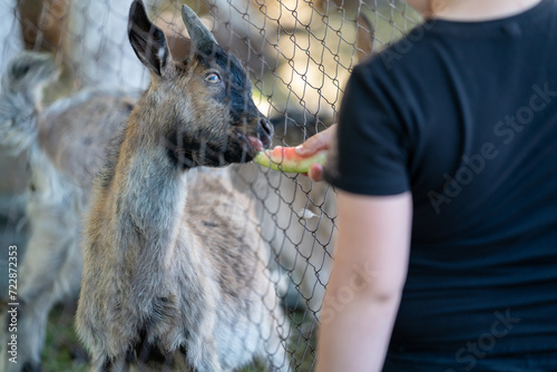 a child feeds a watermelon rind to a small goat