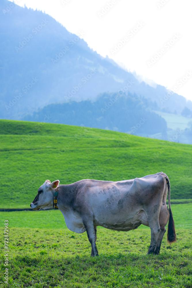Cows on a pasture in Alps. Cows eating grass. Cows in grassy field. Dairy cows in the farm pastures. Brown cow pasturing on grassy meadow near mountain. Cow in pasture on alpine meadow in Switzerland.