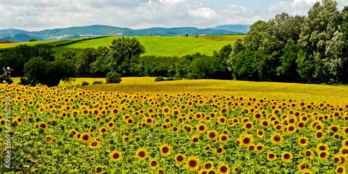 Campo di girasole nelle colline del Mugello. Toscana, Italia photo