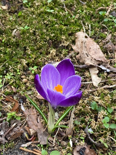 Crocus vernus Spring saffron or spring crocus growing in park