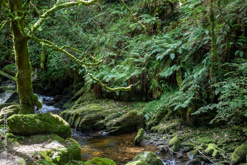 The Torc Waterfall Forest in the Killarney National Park in County Kerry - Ireland The Torc Waterfall Forest in the Killarney National Park in County Kerry - Ireland