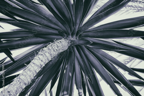 Palm tree leafs monotone,  black and white background