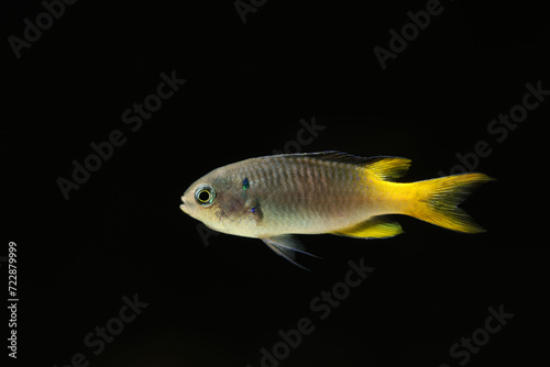 Yellowtail Demoiselle (Neopomacentrus azysron) reef fish