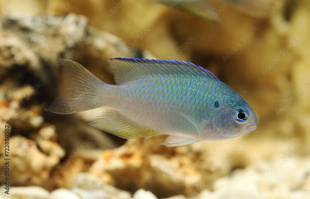 Blue sapphire damsel (Pomacentrus pavo) Blue sapphire damsel (Pomacentrus pavo)