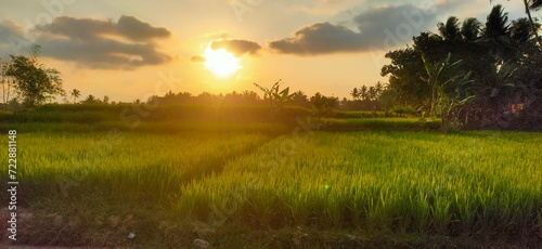 Beatiful Sunset and Rice paddy Field Scenery 