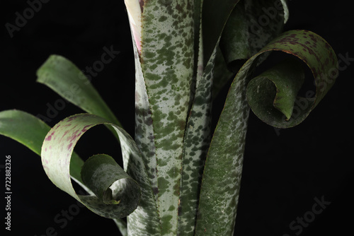 Beautiful bromeliad plant Quesnelia marmorata Tim plowman with curly leaf focus photo