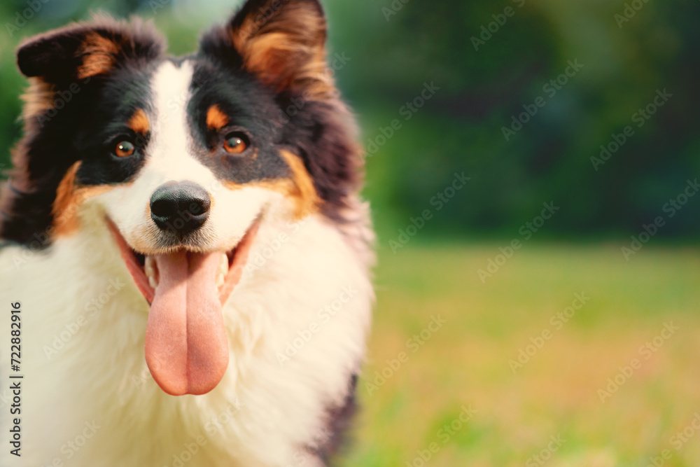 Happy Australian Shepherd with open mouth in outdoors. Close-up dog portrait on blurred background