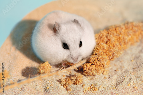 Hungry hamster eating seeds of spray millet on bathing sand. Happy rodent with full cheek pouches sitting next to treat