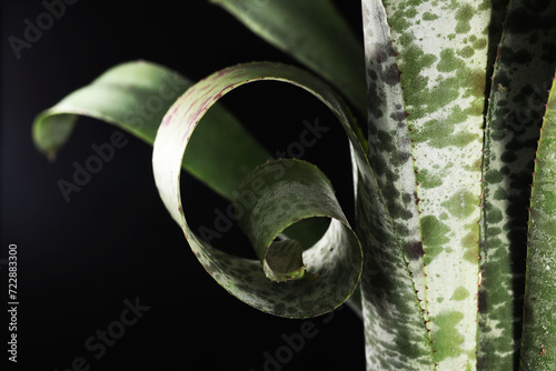 Slika na platnu Beautiful bromeliad plant Quesnelia marmorata Tim plowman with curly leaf focus
